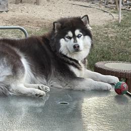 Siberian Husky All Grown Up from Freedom Huskies