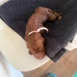 Sienna - Red  female Poodle puppy in Mount Vernon, Illinois from AMC Poodles