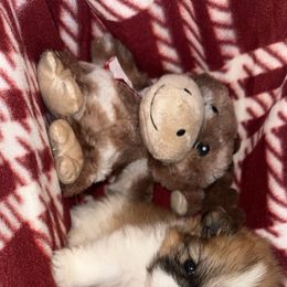 Pomeranian puppies from Munoz pomms