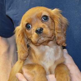 Rita - Ruby female Cavalier King Charles Spaniel puppy in Townville, South Carolina from Mid Lake Cavaliers