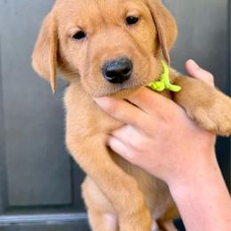 Francis - Yellow male Labrador Retriever puppy in Great Falls, Montana from Yogo Point Kennels