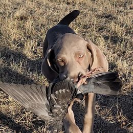 Weimaraners from Broken J Weimaraners