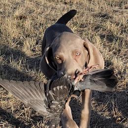 Weimaraners from Broken J Weimaraners