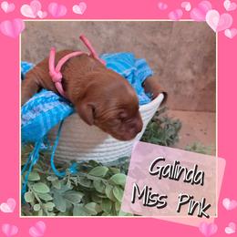 Galinda - Dark golden female Golden Retriever puppy in Driggs, Idaho from SK Golden Retrievers