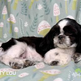 Shih Tzu Puppies from Altas Palmas Shih Tzu