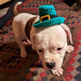 American Bulldog Puppies from Ugly Kluck Farm