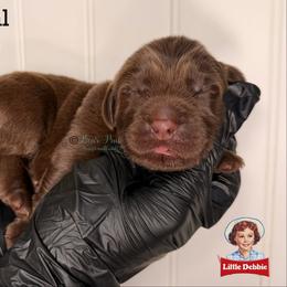 Oatmeal Crème Pie - Brown female Newfoundland puppy in Tully, New York from Bear Paw Newfoundlands