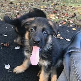 German Shepherd Puppies from Top Gun Shepherds, LLC