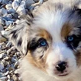 Australian Shepherds from Lazy J Aussies