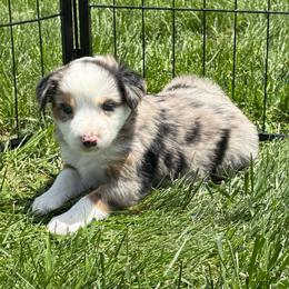 Cash - Blue merle male Miniature Australian Shepherd puppy in Marion, Michigan from Highland Hills Mini Aussies