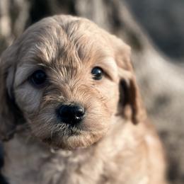 Aussiedoodles, Cavalier King Charles Spaniels, Cavapoos, and Goldendoodles from Harvest Creek