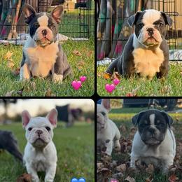 French Bulldog puppies from Pine Valley Frenchies