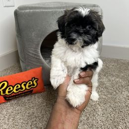 Macchiato - Tricolor Shih Tzu puppy in Atlanta, Georgia from YorkShih Pup & Co