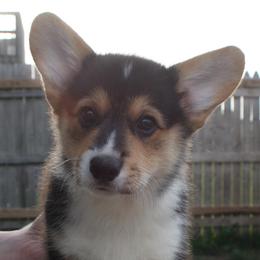 Cotons de Tulear and Pembroke Welsh Corgis from Kacia Kennels