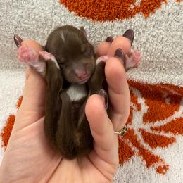 Tootsie - Chocolate and white female Chihuahua puppy in Seneca, Missouri from Stephanie’s Puppy Colony