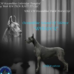 Whisper - Great Dane