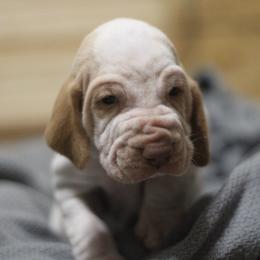 Johnny - White and orange male Bracco Italiano puppy in Williamsburg, Virginia from Eastern Breeze