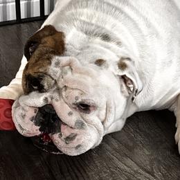 Bulldogs from Empire Bulldogs
