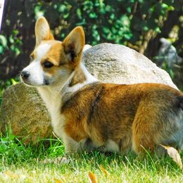 Australian Shepherd and Pembroke Welsh Corgi Puppies from Salt Creek Farm Dogs