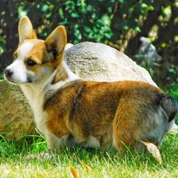 Australian Shepherd and Pembroke Welsh Corgi Puppies from Salt Creek Farm Dogs