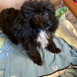 Helen - Poodle