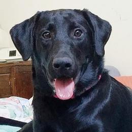 Star - Labrador Retriever
