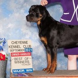 Rottweilers from SLR Diamond Show Dogs