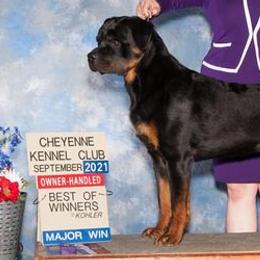 Rottweilers from SLR Diamond Show Dogs