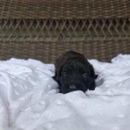 Bella - Silver and gray female Bouvier des Flandres puppy in Buffalo, Missouri from Noble Bouviers
