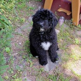 Chelsea - Black and white female Assorted Doodle Crosses puppy in Lewistown, Pennsylvania from Southern Star Goldendoodles