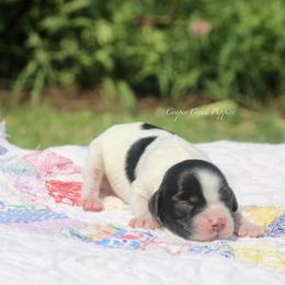 Hilda - Black and white female Bernedoodle puppy in Lowry City, Missouri from Cooper Creek Puppies