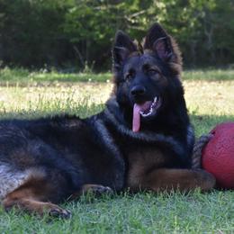 Boy 1 - Sable male German Shepherd puppy in Mariana, Florida from Haus M Godwin