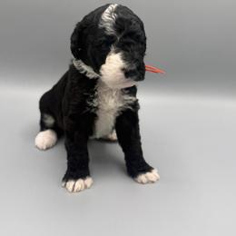 Starburst - Black and white female Aussiedoodle puppy in Paragould, Arkansas from AC Doodles & Corgis