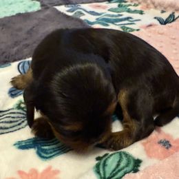 Girl 1 - Black and tan female Cavalier King Charles Spaniel puppy in Clintonville, Wisconsin from Whispering Meadows Performances Horses and Cavalier King Charles Spaniels