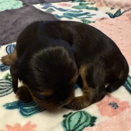 Girl 1 - Black and tan female Cavalier King Charles Spaniel puppy in Clintonville, Wisconsin from Whispering Meadows Performances Horses and Cavalier King Charles Spaniels