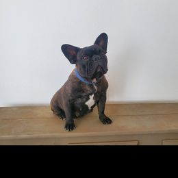 Roomba - French Bulldog