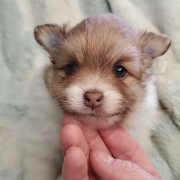 Girl 1 - Chocolate parti female Pomeranian puppy in Tulsa County, Oklahoma from CP Kennels