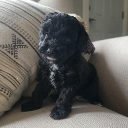 Shyla - Black and white female Cockapoo puppy in Mayville, Michigan from Kathy Maize