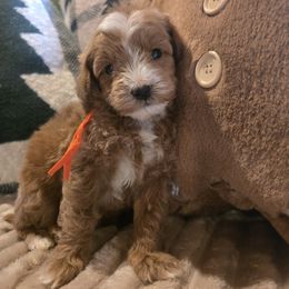 Vixen - Red  male Goldendoodle puppy in Bristol, Tennessee from 4goldendoodles