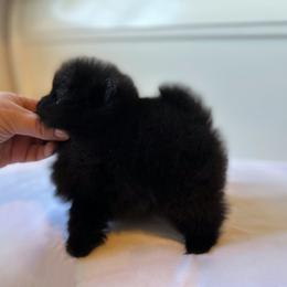 Pomeranian and Poodle Puppies from Carousel Poodles & Pomeranians