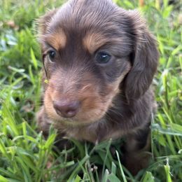 Maple Ann - Chocolate and tan female Dachshund puppy in Palestine, Texas from Doxie Den🐾
