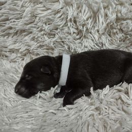 White collar - Black female German Shepherd puppy in Gainesville, Georgia from Vom Haus Schair-Finest Working line German Shepherd Puppies