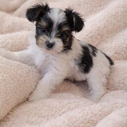 Sloane - Parti male Yorkshire Terrier puppy in Mountain Grove, Missouri from Precious Puppies