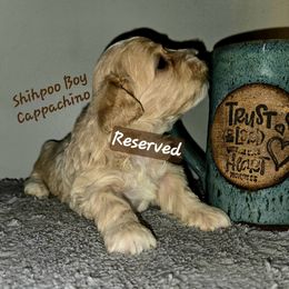 Cappachino - White male Shihpoo puppy in Lincolnton, North Carolina from Cuddable Pups