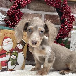 Sylvie - Dapple female Dachshund puppy in Industry, Illinois from KDKs Kennels