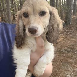 Oscar - Piebald male Dachshund puppy in Dinwiddie, Virginia from White Oak Kennels