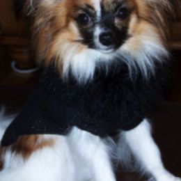 Papillons from Kalisse Papillons