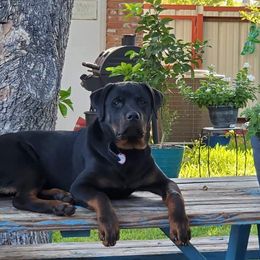 Rottweiler Puppies from Linda Sprouse