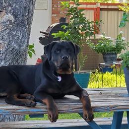 Rottweiler Puppies from Linda Sprouse