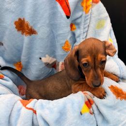 Oliver - Red male Dachshund puppy in Gavilan Hills, California from Bacchanal Kennel/Ranch